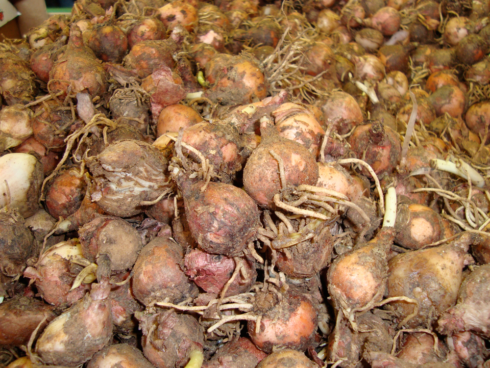 lampascioni pugliesi - La Terra Di Puglia