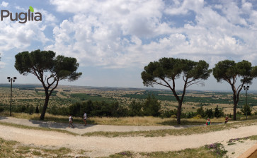 Gli ultimi sviluppi sulla vicenda della xylella