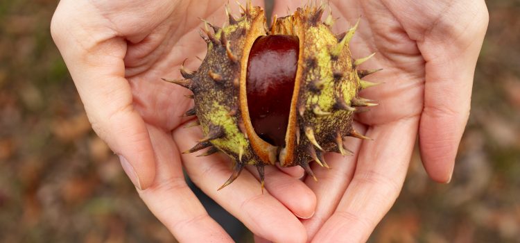 dove raccogliere le castagne in Pugiia - La Terra di Puglia