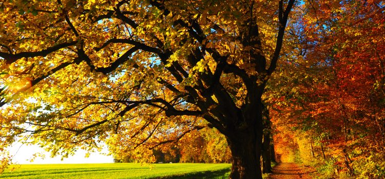 dove vedere il foliage in Puglia - La Terra di Puglia