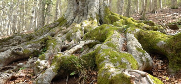 Da vedere: le faggete vetuste della Foresta Umbra