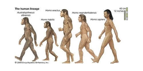 Homo sapiens erectus