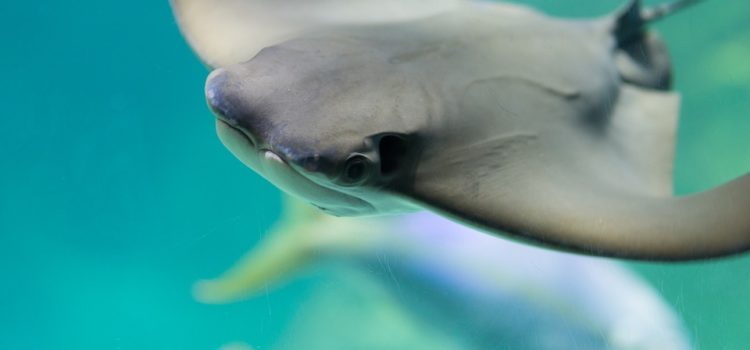 manta volante in Salento - La Terra di Puglia