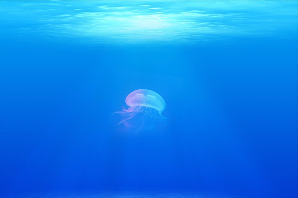 salento-meduse-allarme-salute-mare