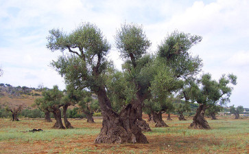 olio pugliese, cultivar - Laterradipuglia.it