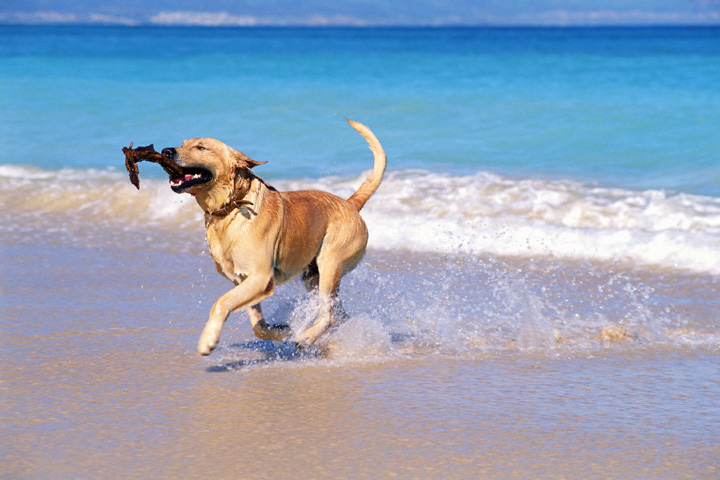 spiagge-cani-puglia