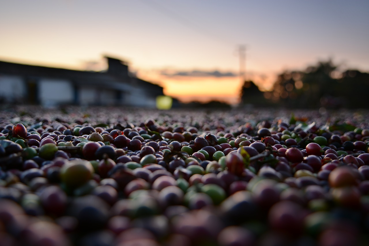 vendemmia puglia – Laterradipuglia.it